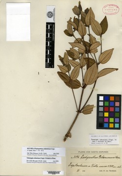Miconia macrocarpa subsp. macrocarpa image