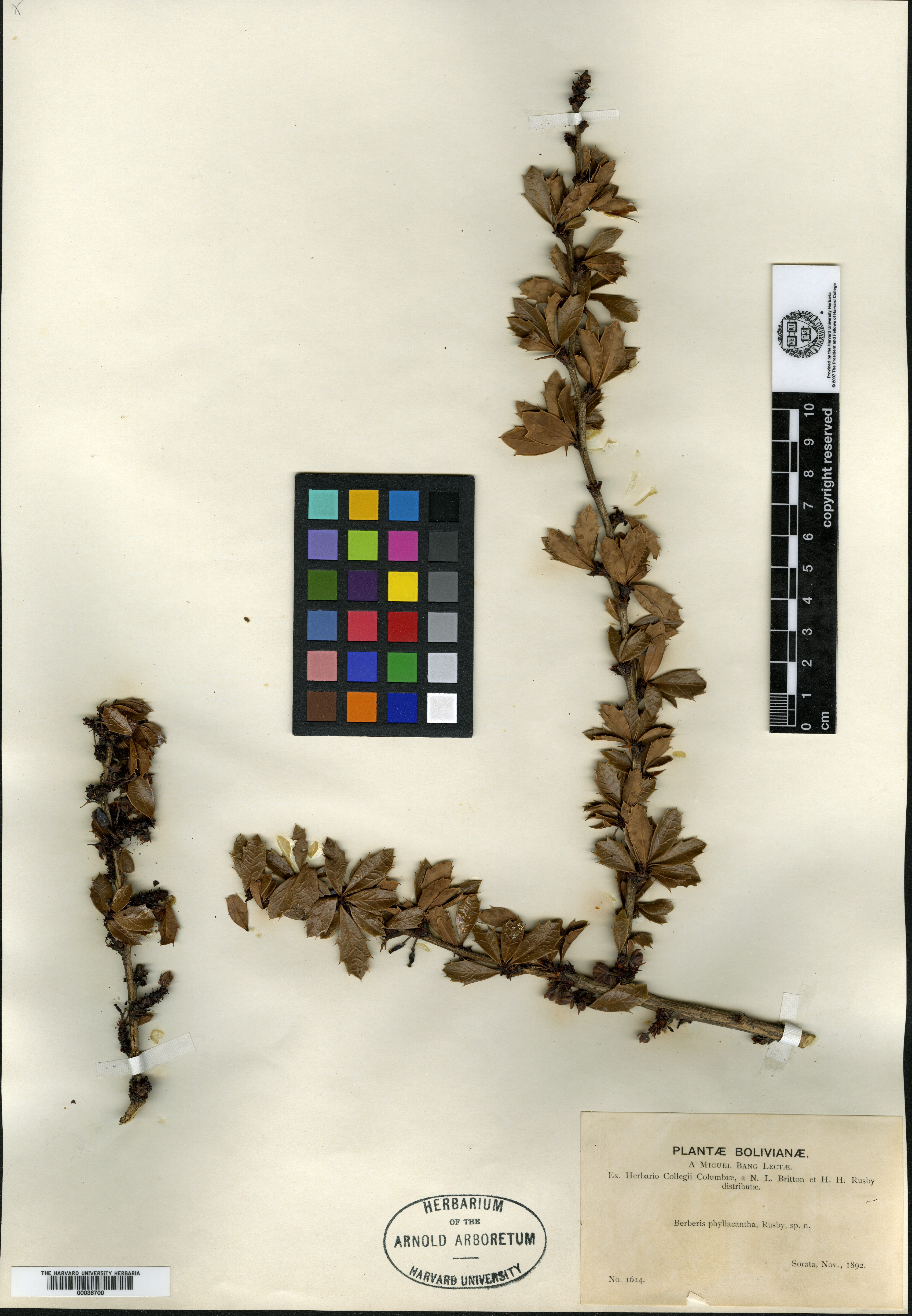 Berberis phyllacantha image