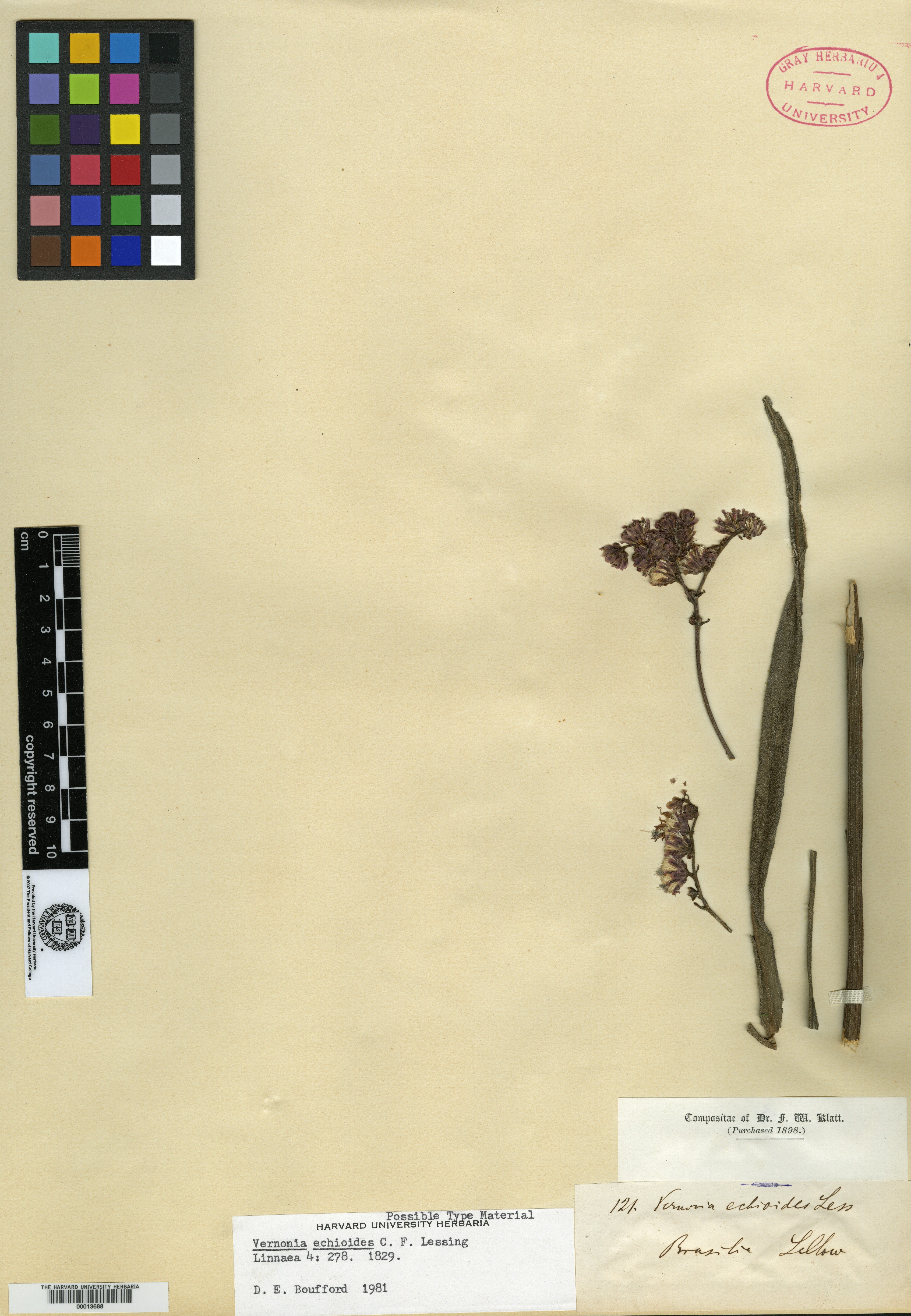 Vernonia echioides image
