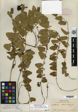 Aristolochia cordata image