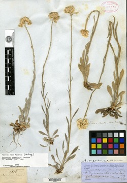 Antennaria argentea image