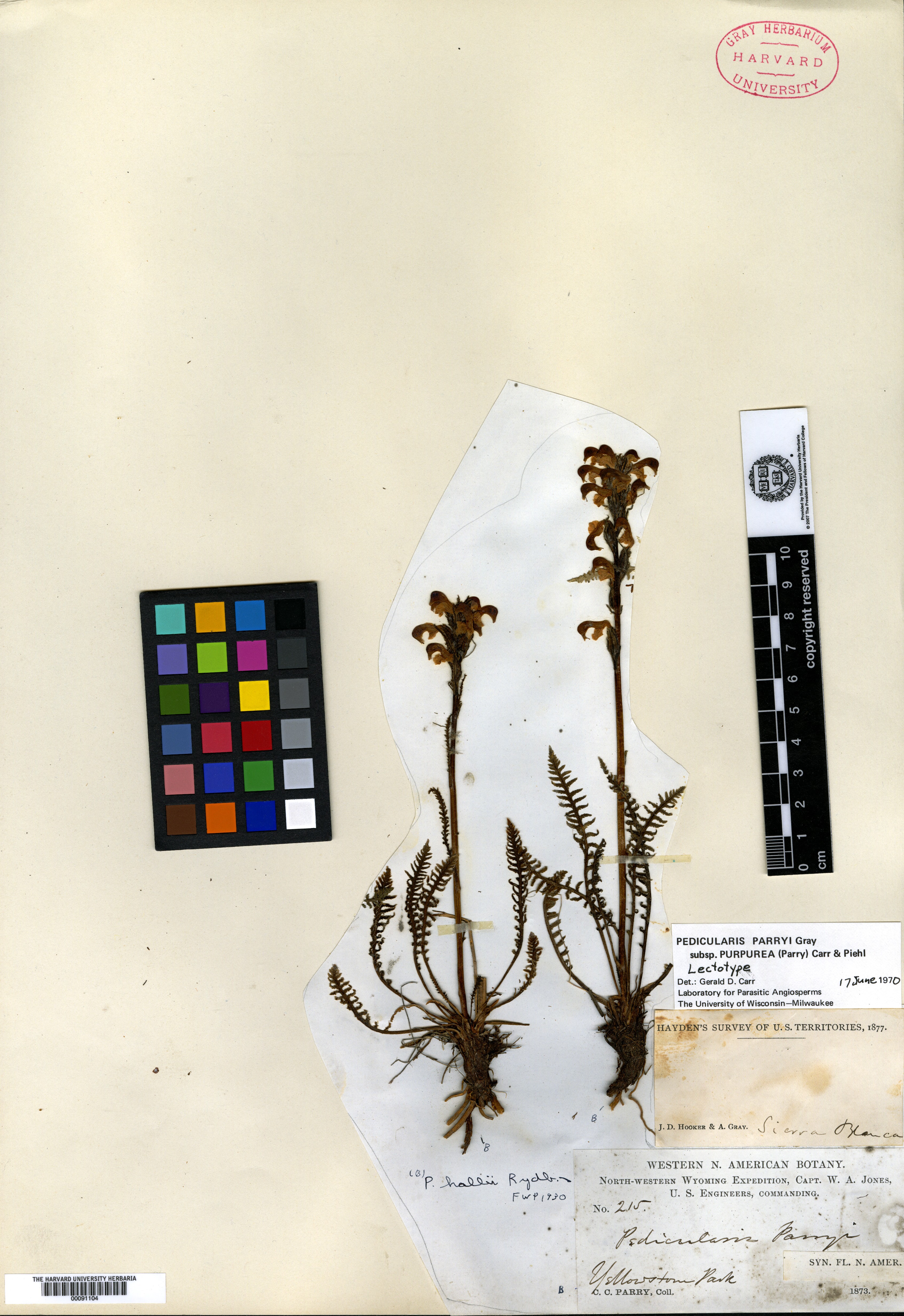 Pedicularis parryi subsp. purpurea image