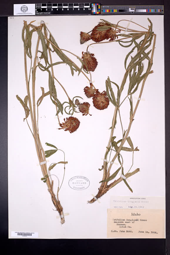 Trifolium douglasii image