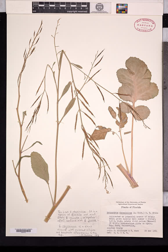 Brassica carinata image