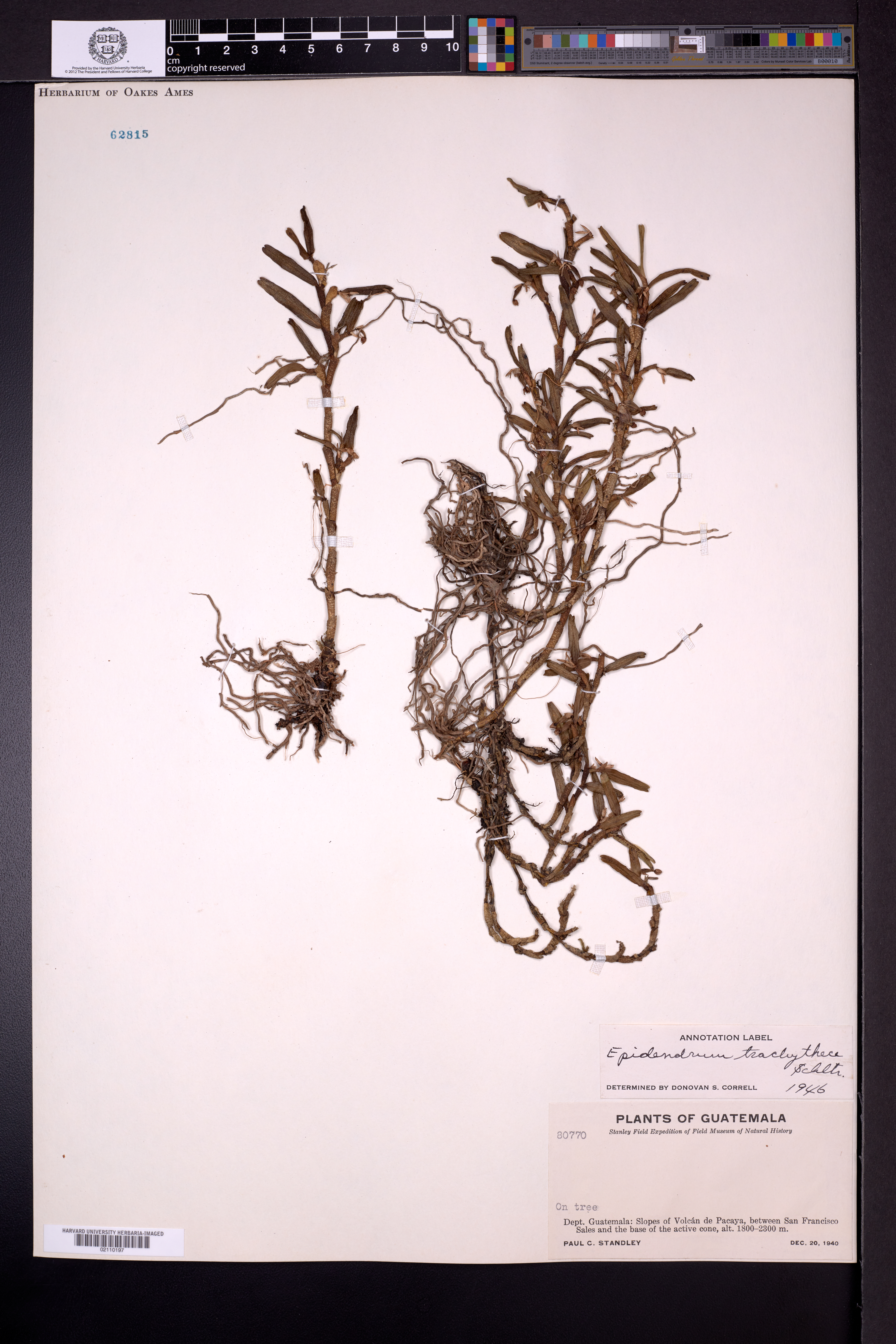 Epidendrum trachythece image
