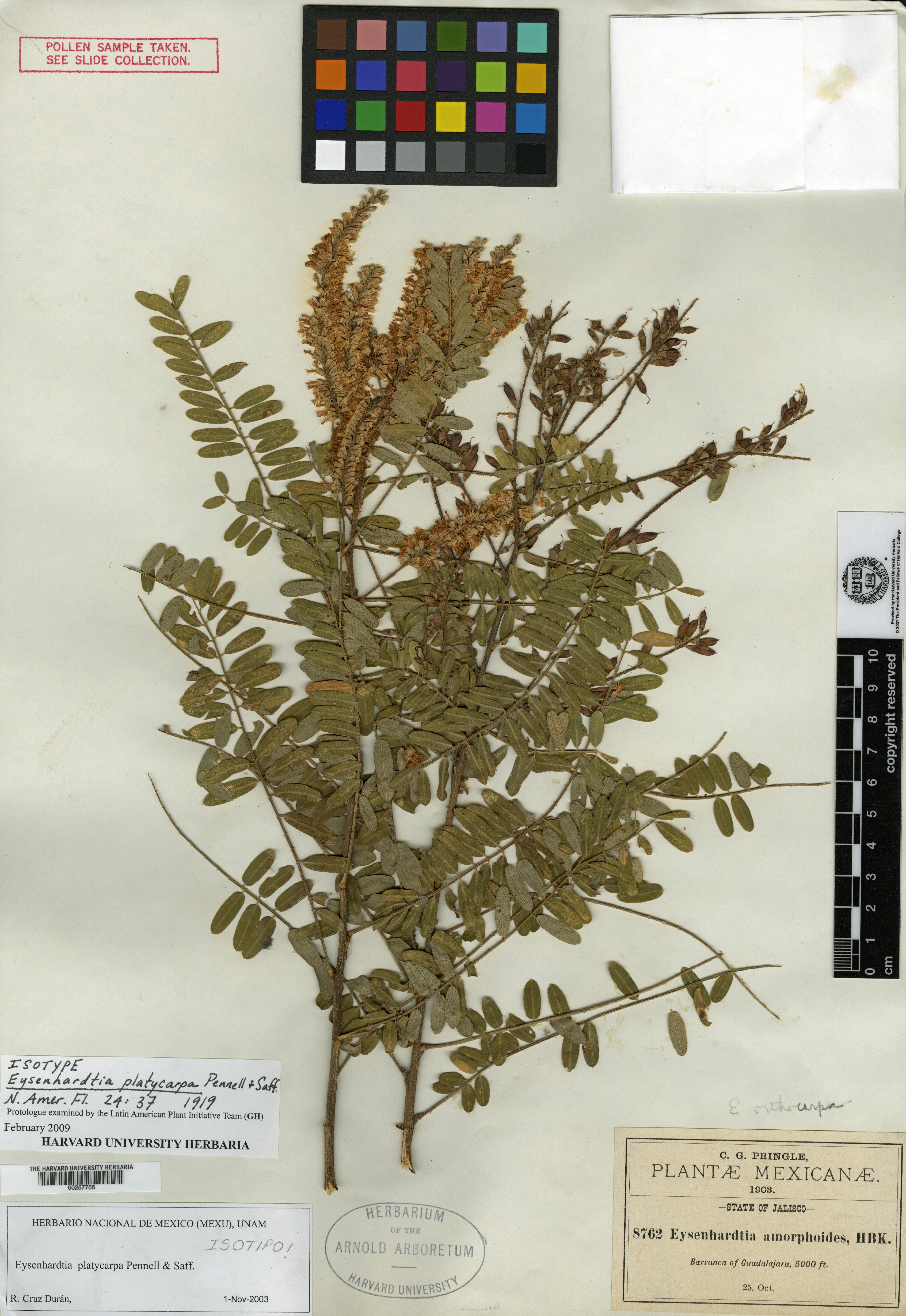 Eysenhardtia platycarpa image