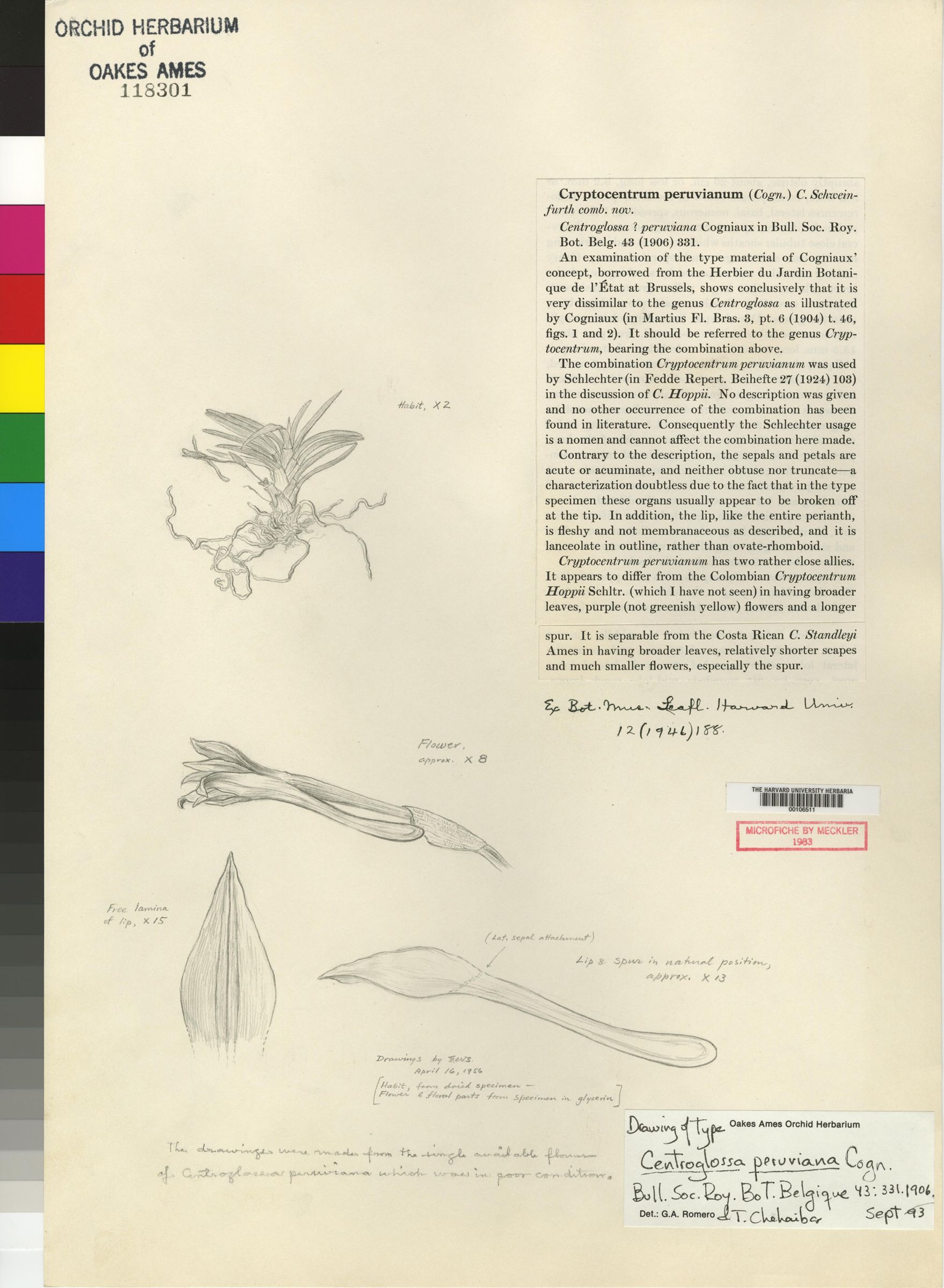 Cephalantheropsis image