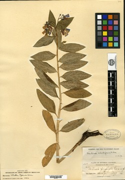 Mertensia polyphylla image