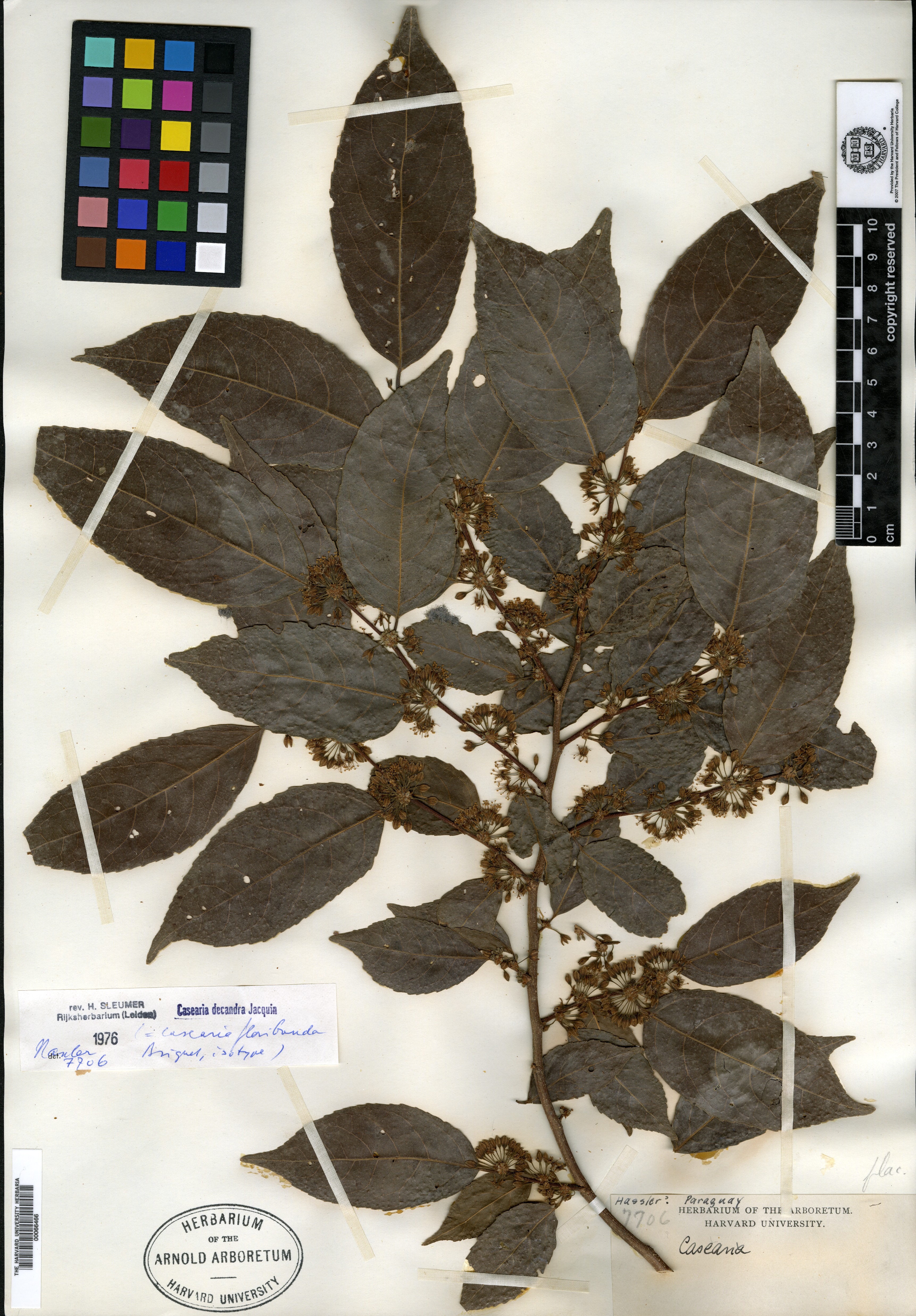 Casearia grewiifolia var. deglabrata image
