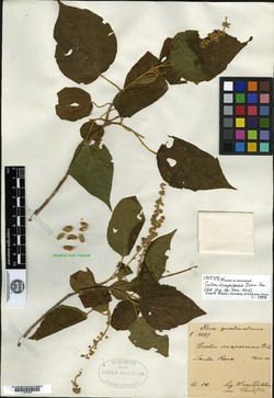 Croton verapazensis image