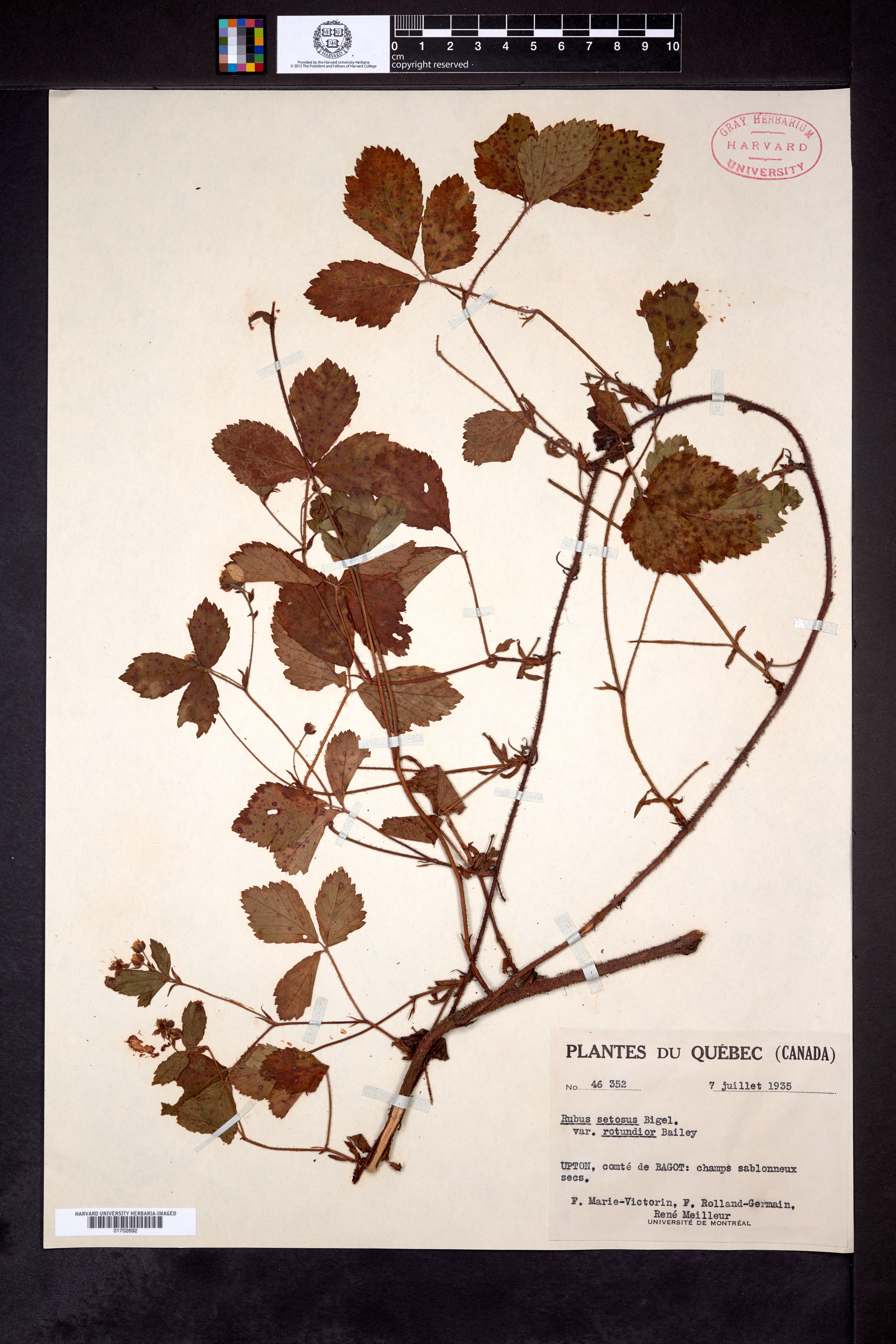 Rubus rotundior image