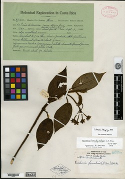 Fischeria brachycalyx image