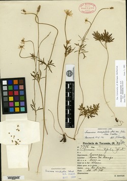 Anemone decapetala var. foliolosa image