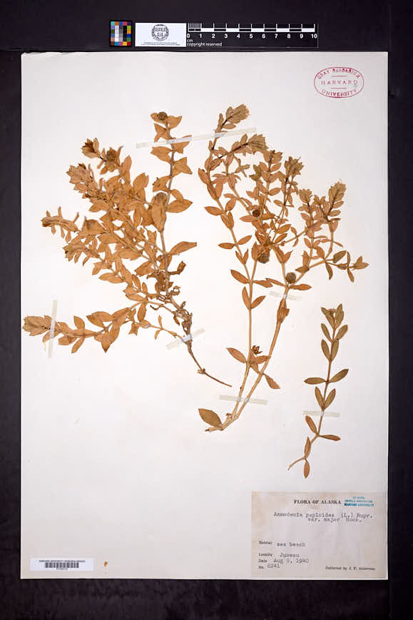Honckenya peploides subsp. major image