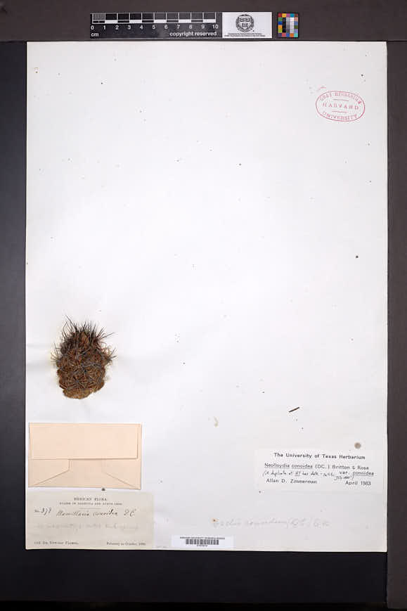 Neolloydia conoidea image