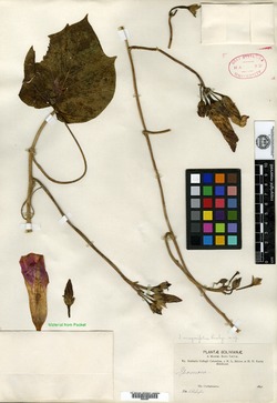 Ipomoea magnifolia image