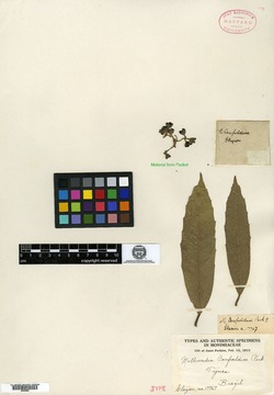 Mollinedia guatemalensis image
