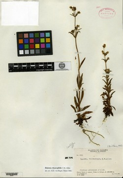 Halenia rhyacophila image