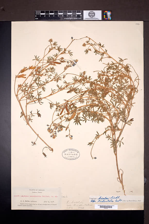 Lupinus bicolor subsp. tridentatus image