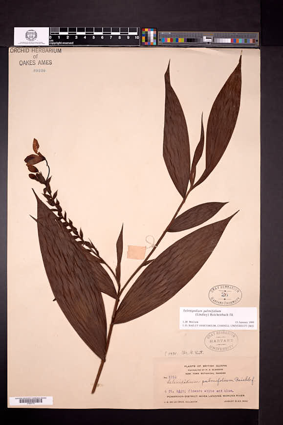 Selenipedium palmifolium image