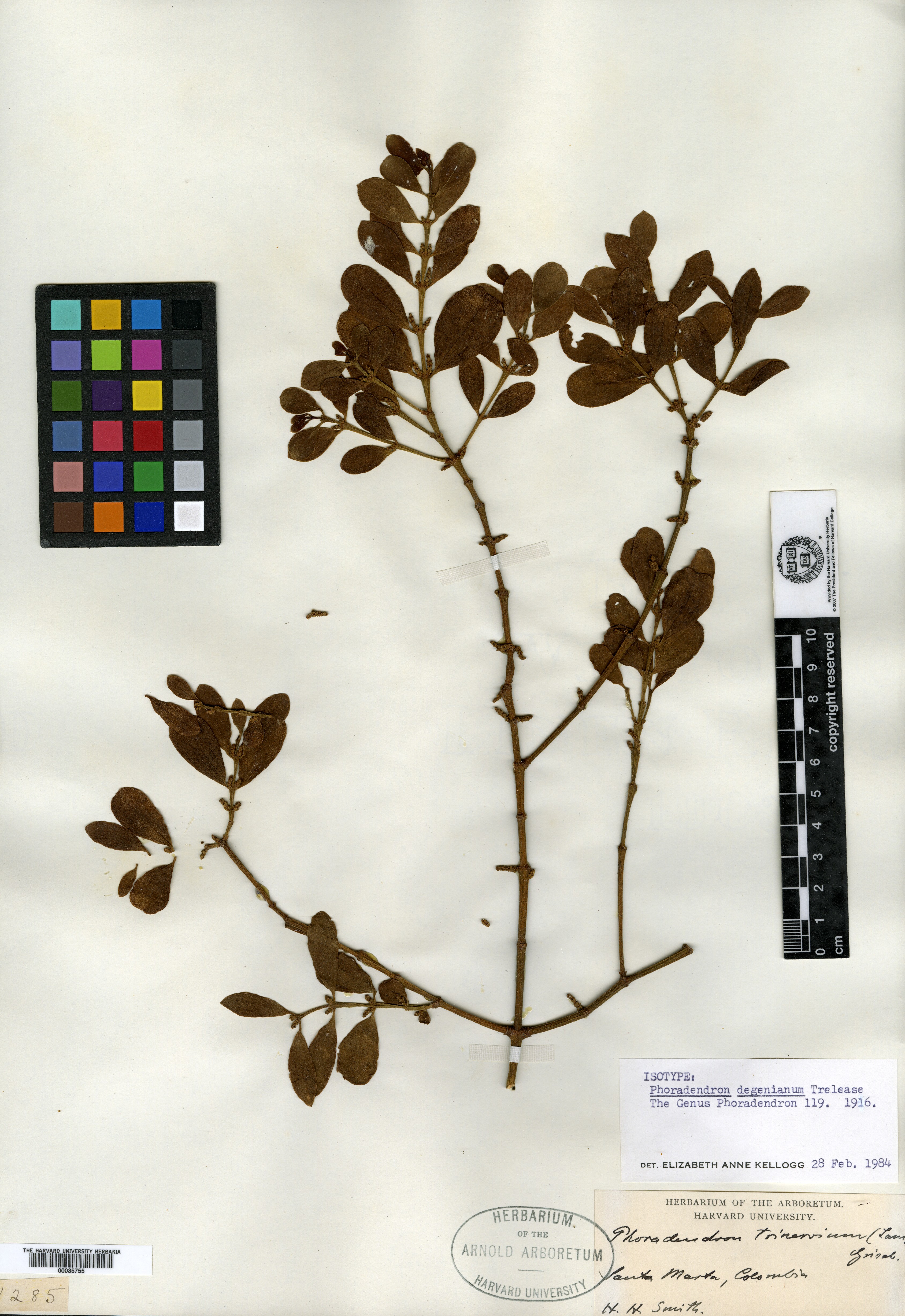 Phoradendron globuliferum image