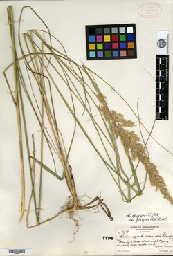 Calamagrostis arenicola image