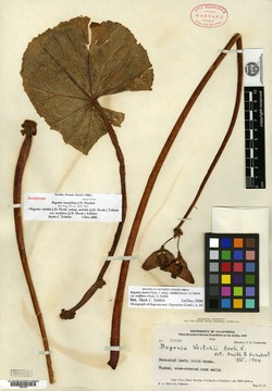 Begonia veitchii image