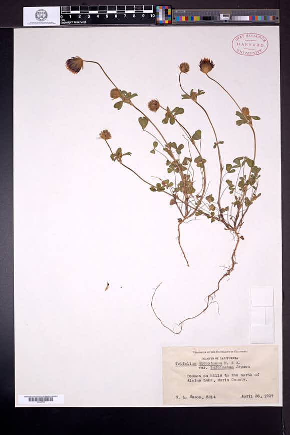 Trifolium dichotomum image