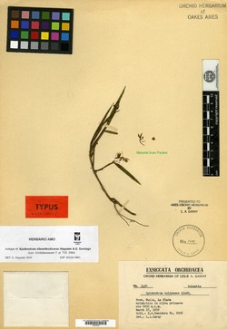 Epidendrum evelynae image