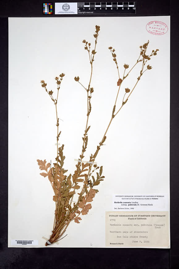 Horkelia cuneata subsp. puberula image