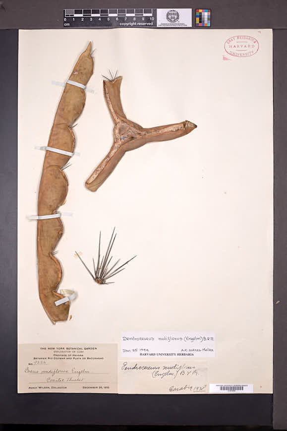 Dendrocereus nudiflorus image