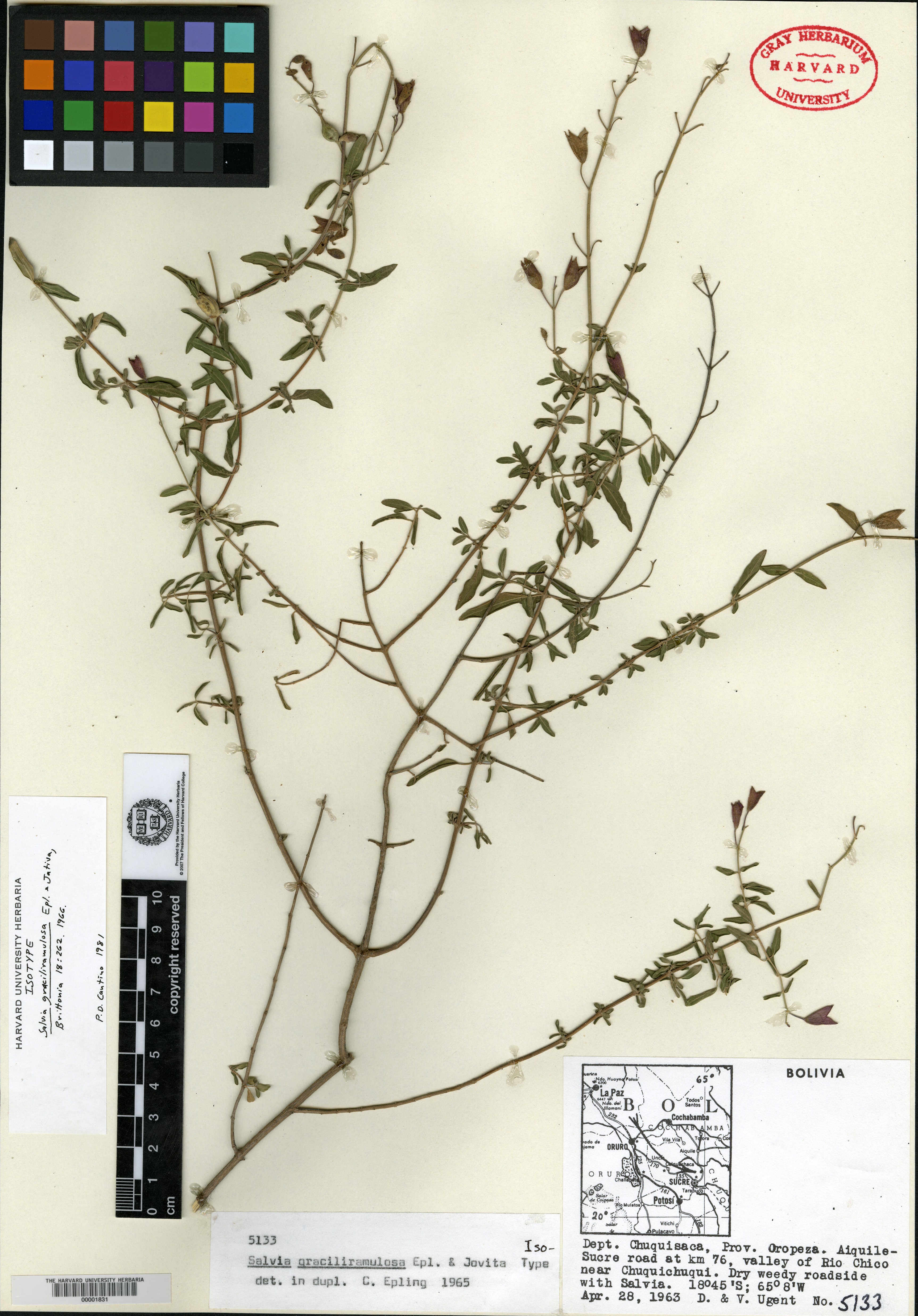 Salvia graciliramulosa image
