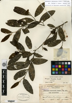Desmopsis lanceolata image