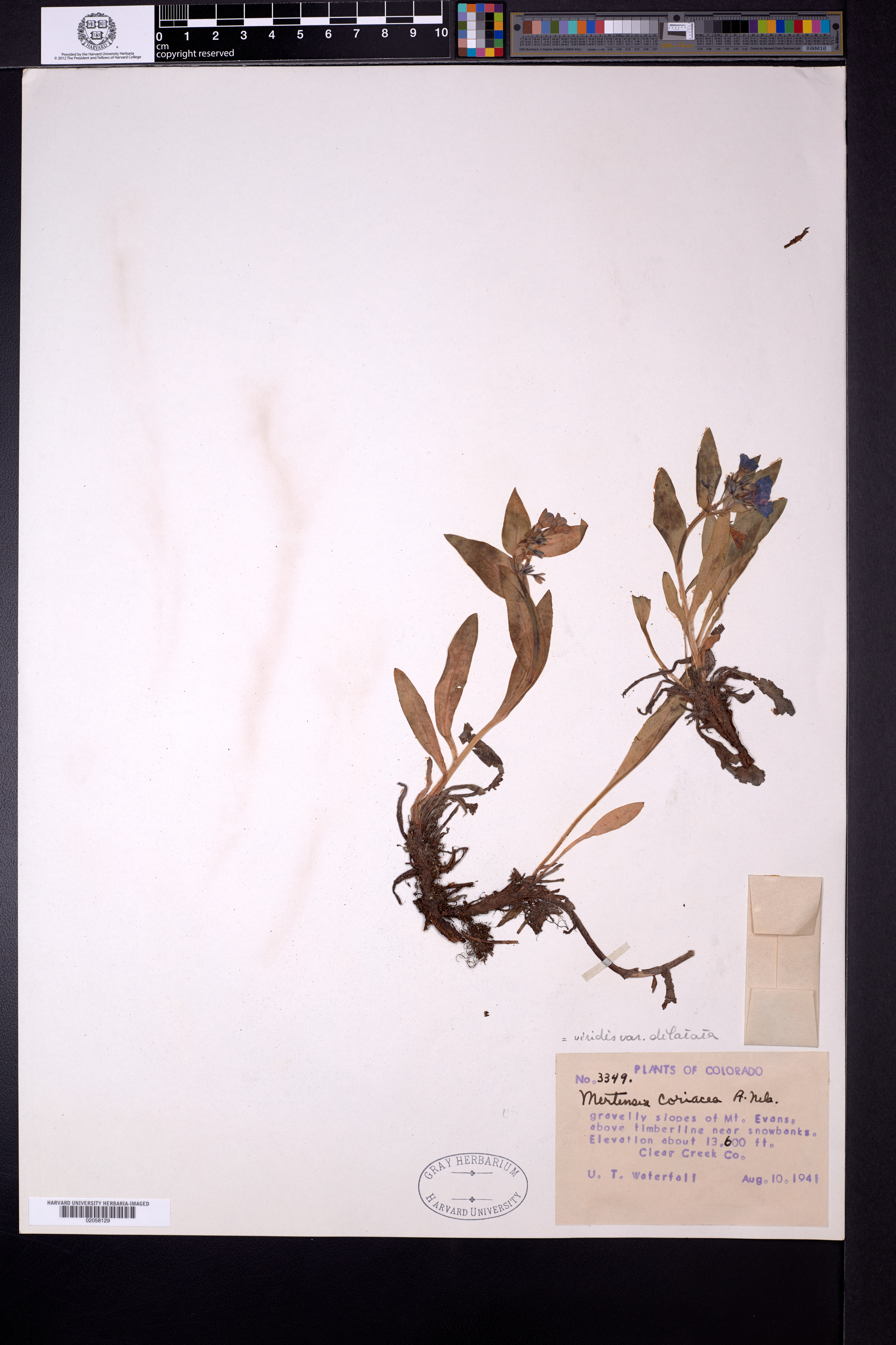 Mertensia lanceolata var. coriacea image