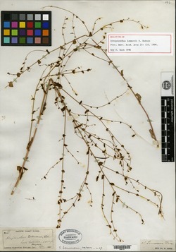 Streptanthus lemmonii image