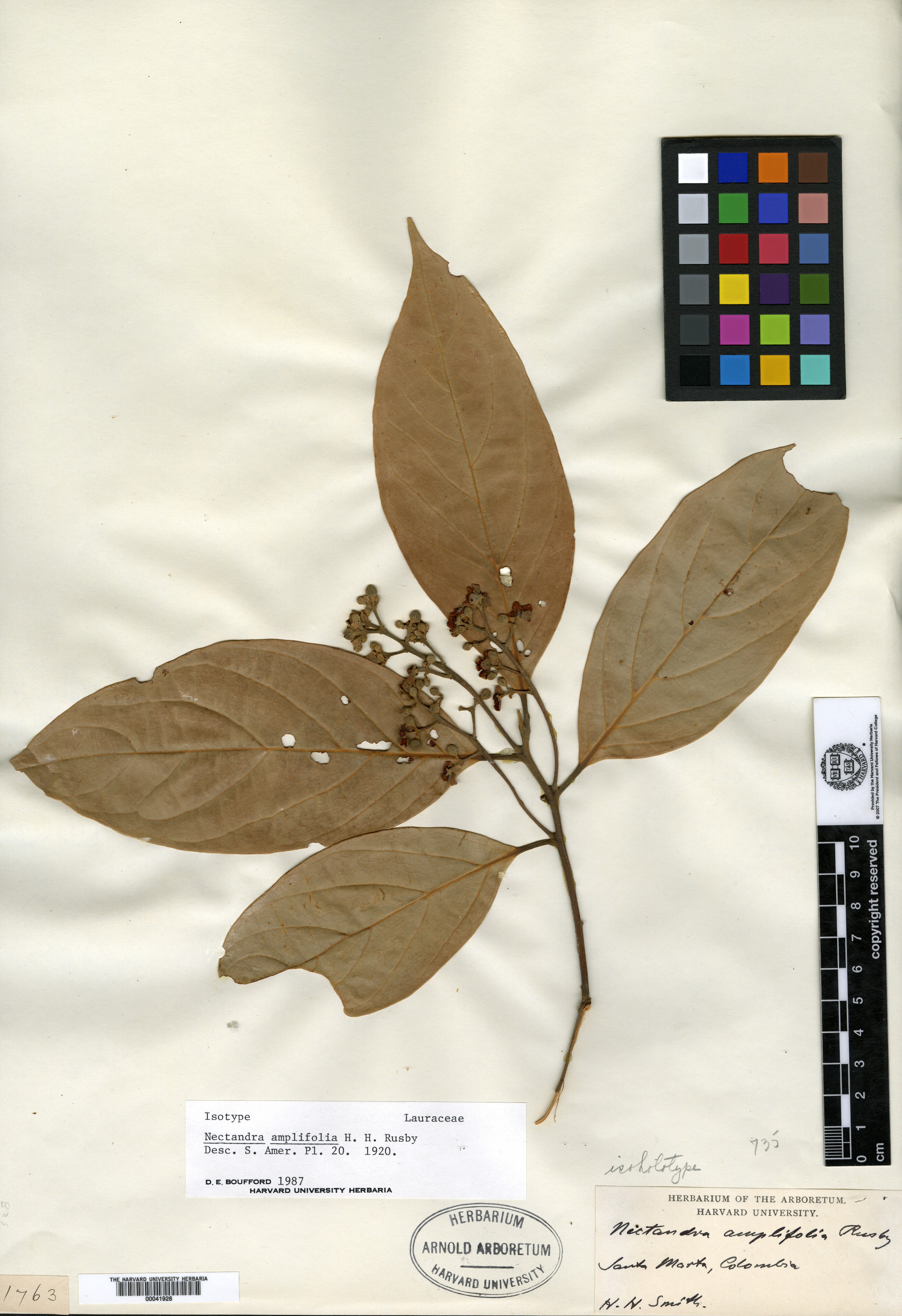 Nectandra amplifolia image