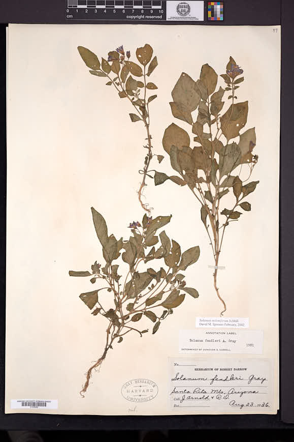 Solanum stoloniferum image