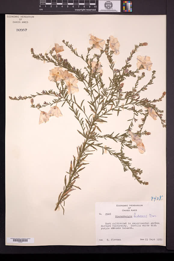 Nierembergia frutescens image