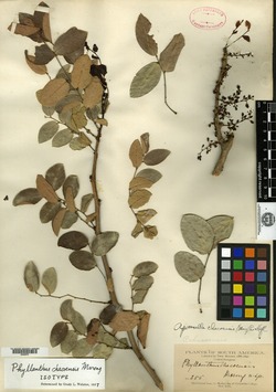 Phyllanthus diffusus image