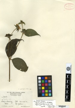 Elaphandra patentipilis image
