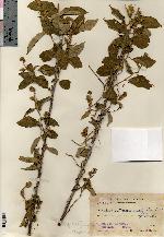 Croton chiapensis image