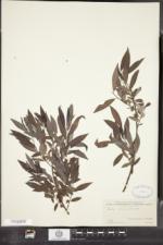 Salix sericea image