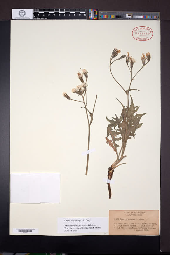 Crepis pleurocarpa image