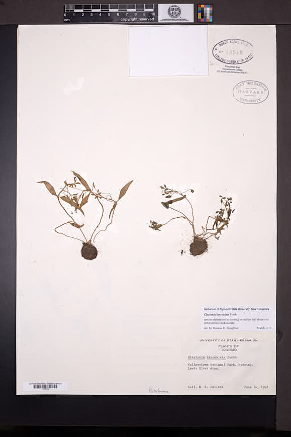 Claytonia lanceolata image
