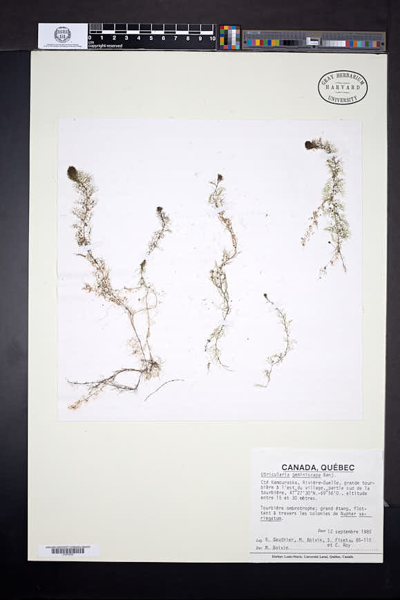 Utricularia geminiscapa image