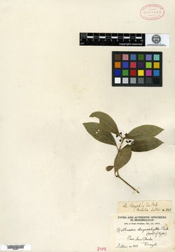 Mollinedia heteranthera image