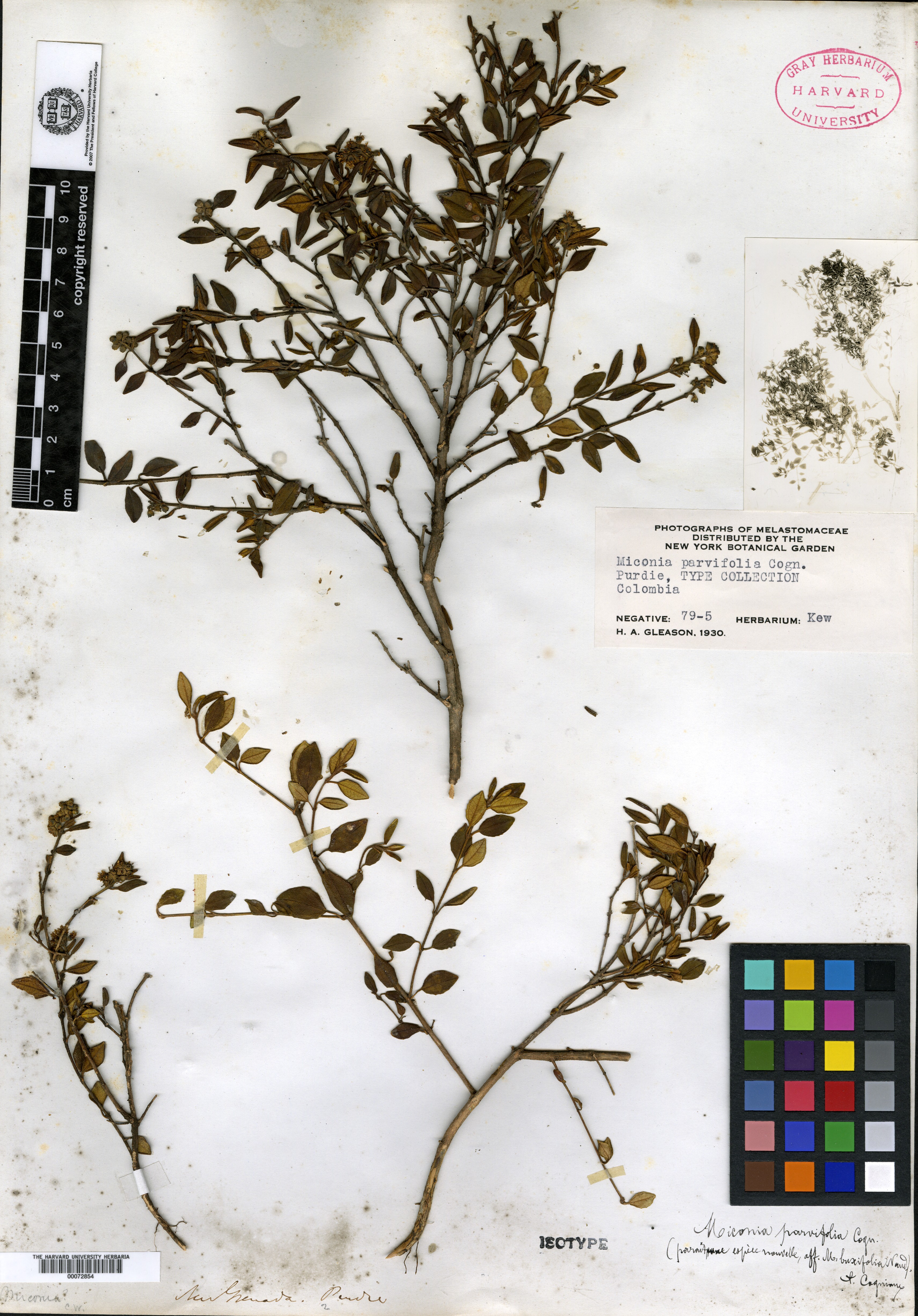 Miconia parvifolia image