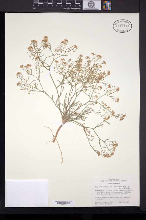 Lepidium montanum var. canescens image