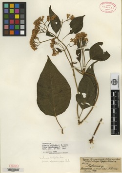 Mikania latifolia image