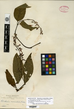 Hansteinia crenulata image